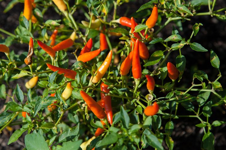Chili peppers reduces risk of death