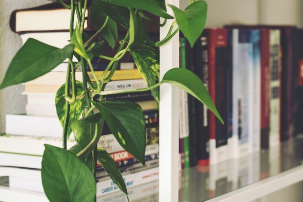 air purifying plant