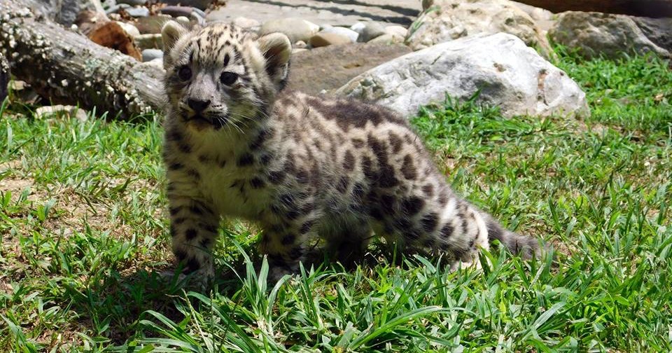 Snow leopard cub dies at Cape May County Zoo | PhillyVoice