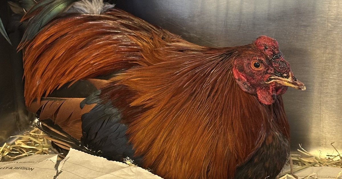 Police arrest 25 people after breaking up live cockfight in Delaware County