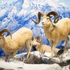 The Academy - Dall Sheep