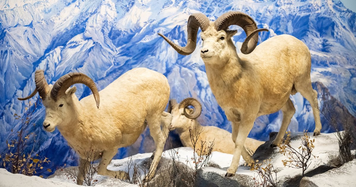 The Academy celebrates winter with dinosaurs, snowflakes and live animals The Academy celebrates winter with dinosaurs, snowflakes and live animals