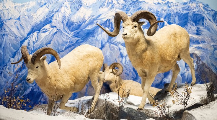 The Academy - Dall Sheep