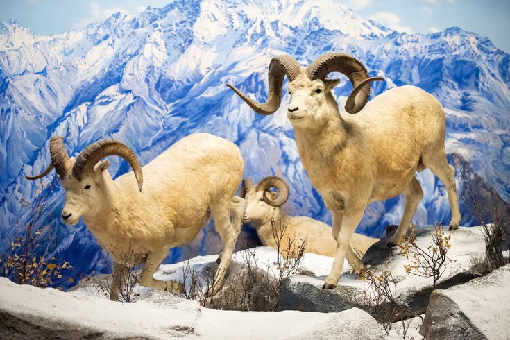 The Academy - Dall Sheep