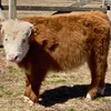 Daphne the mini cow at pennsbury manor