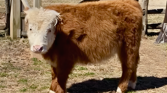 Daphne the mini cow at pennsbury manor