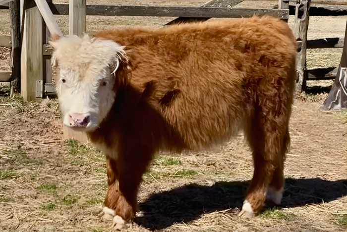 Daphne the mini cow at pennsbury manor