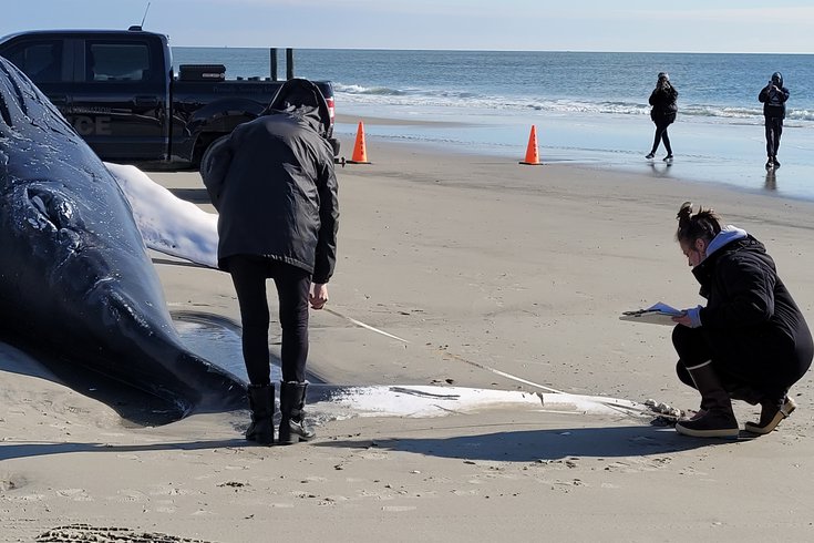 Dead whale washed ashore Atlantic City beach