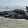 A humpback whale washed ashore an Atlantic City beach