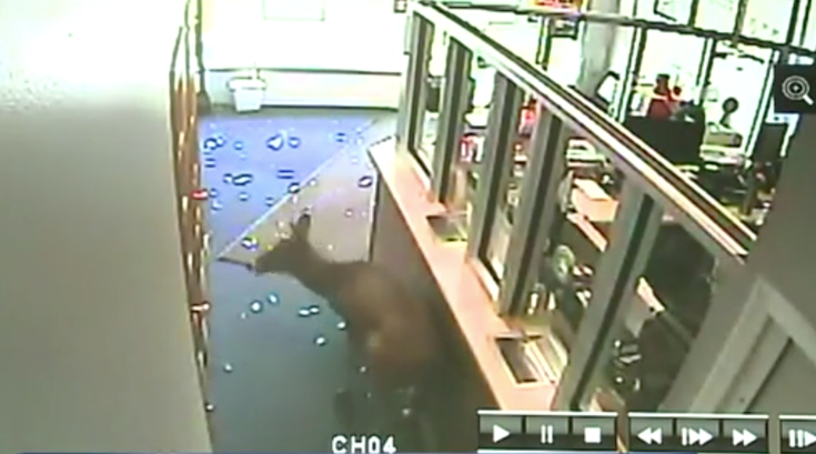 Pennsylvania deer cell phone store scranton