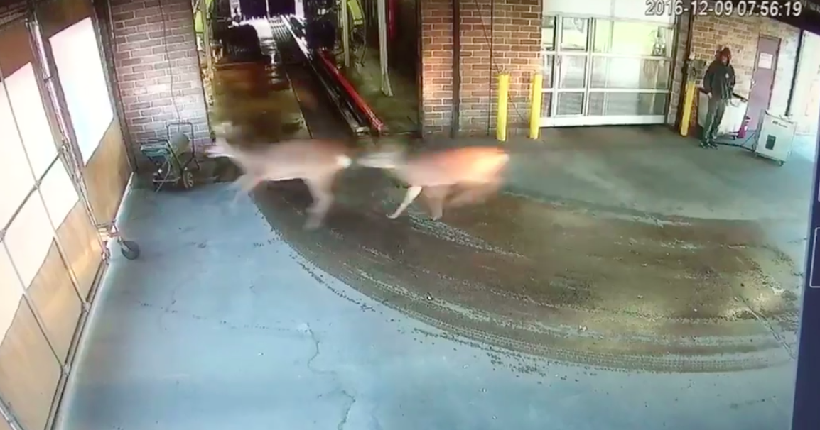 Looking for a bath? Two deer race through Pennsylvania car wash PhillyVoice