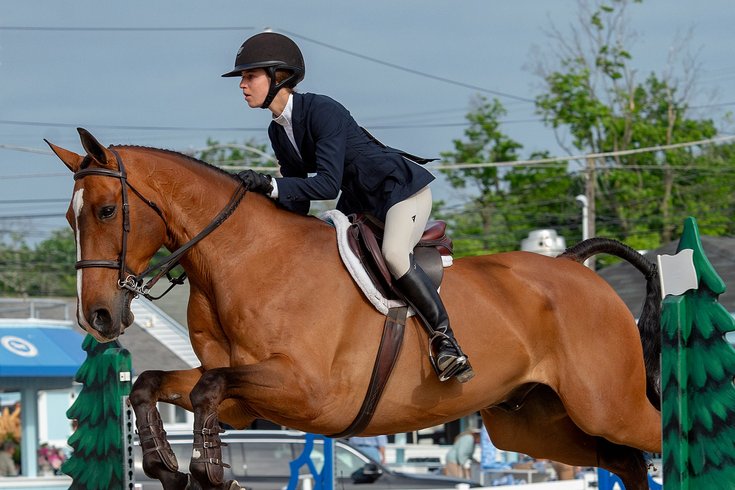 devon horse show