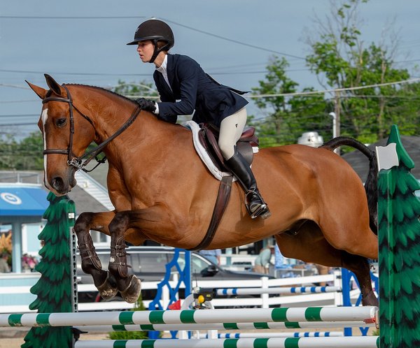devon horse show