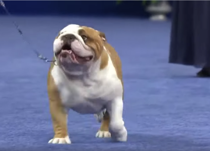 westminster dog show bulldog