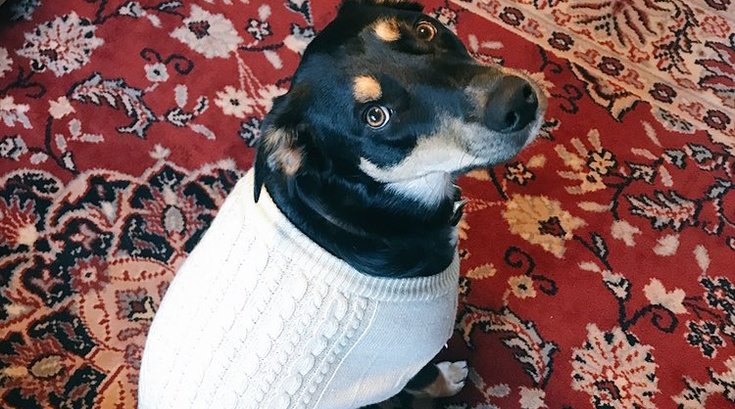 Fake Coughing Dog