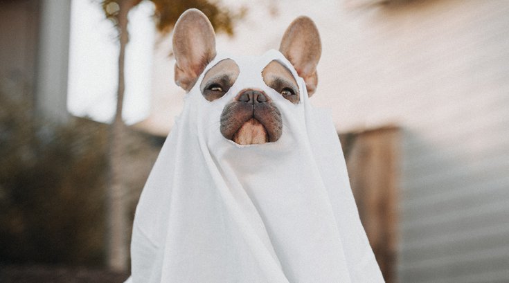 Howll-o-ween costume contest