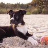 Doggie Dash on the beach followed by a puppy pool party