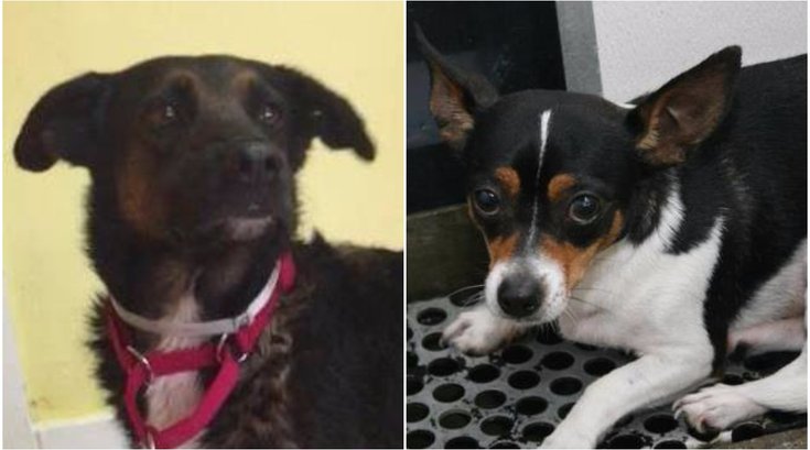 Dogs killed in South Street fire