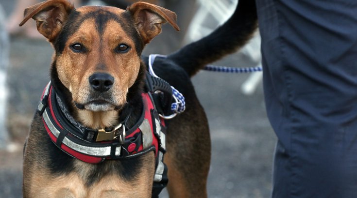 dogs bad for environment