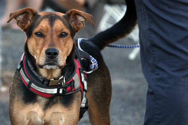 dogs bad for environment