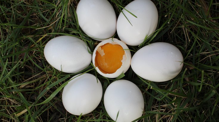 Eggs pennsylvania tractor trailer