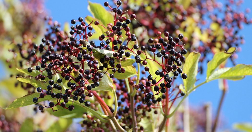 Can Elderberry Juice Cure Your Cold Before It Starts? This Mystery is Shocking