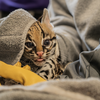 Elmwood Zoo ocelot 2