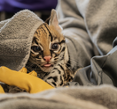 Elmwood Zoo ocelot 2