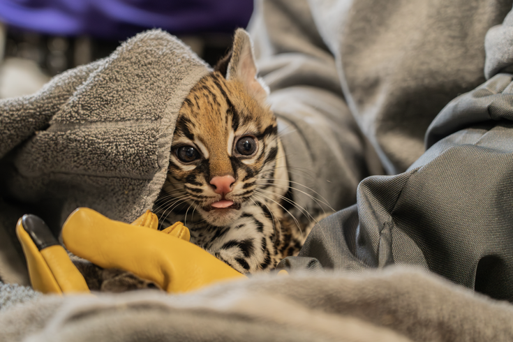 Elmwood Zoo ocelot 2