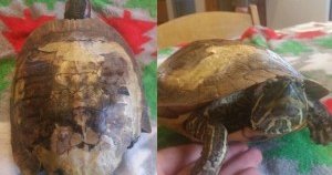 Turtle found frozen in block of ice on Philly porch miraculously ...