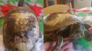 Frozen Turtle