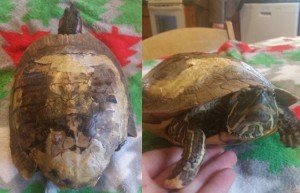 Frozen Turtle