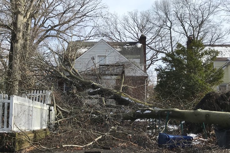 Fallen tree in Abington Township