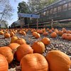 Woodstown Central Railroad - Pumpkin Patch Flyer
