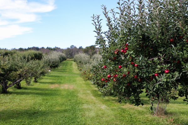 Food fruit vegetables environment study
