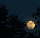Moon between trees
