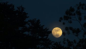 Moon between trees