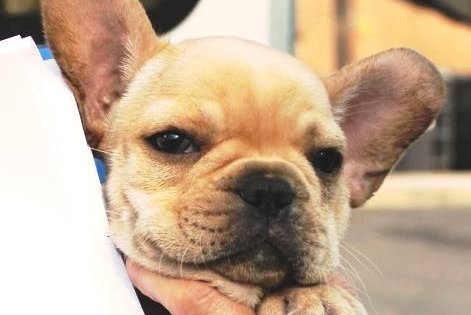 Two dozen Frenchie and English bulldog puppies rescued ...