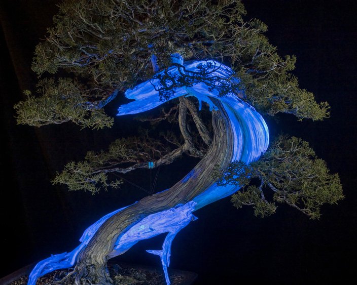 garden glow longwood 2.jpg