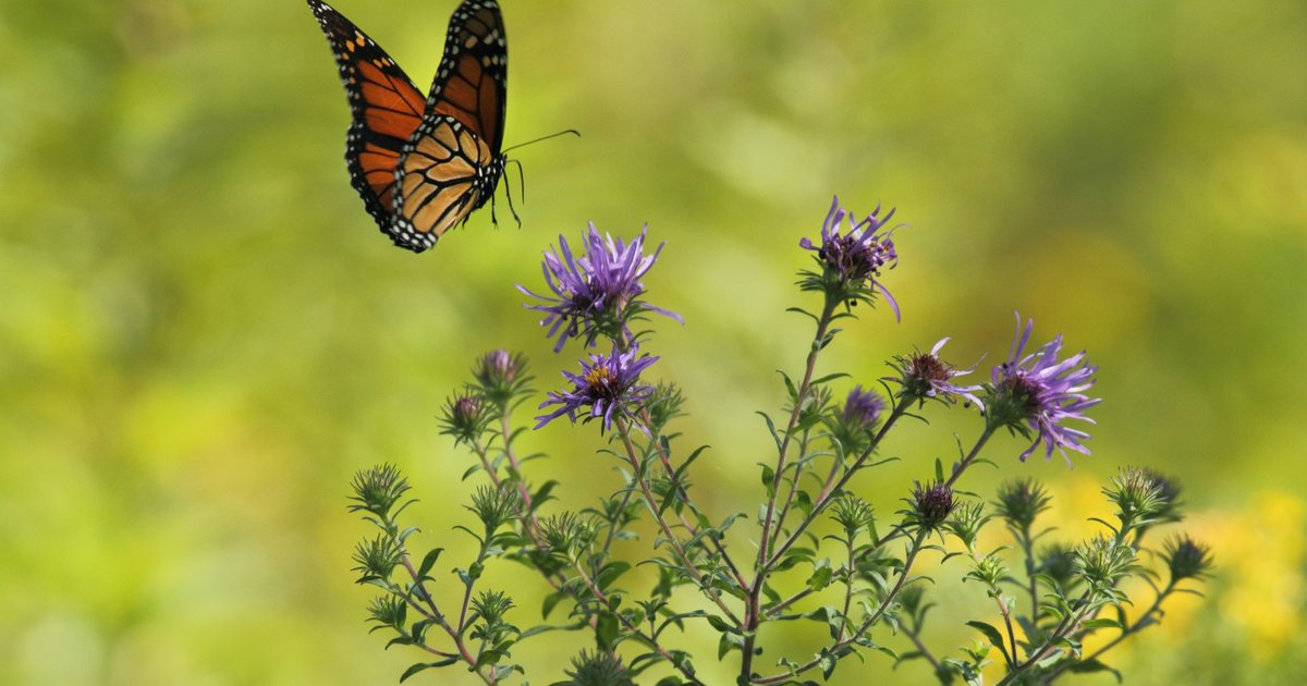 Butterfly Festival will bring bug shows, food trucks and family fun to Red Bank Battlefield Butterfly Festival will bring bug shows, food trucks and family fun to Red Bank Battlefield