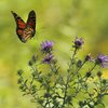 Monarch butterfly on flower