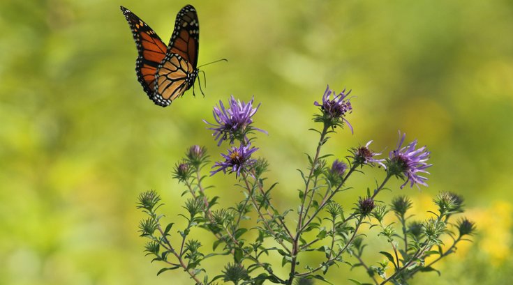 Monarch butterfly on flower