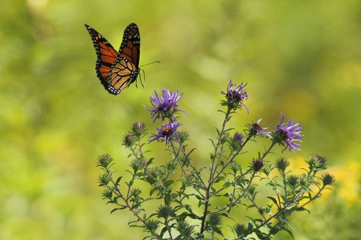 Monarch butterfly on flower
