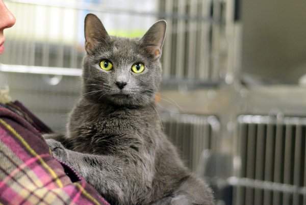 Rescue Me: Ginger