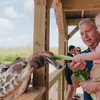 Elmwood Park Zoo Giraffe