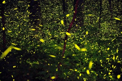 Here's why you might be seeing more fireflies than usual this year in the  Delaware Valley | PhillyVoice