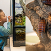 GreenFest at Edelman Fossil Park