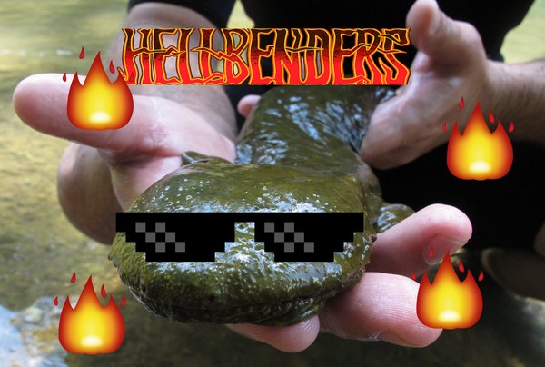 Easter hellbender
