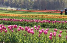 Holland Ridge Farms Fields 2