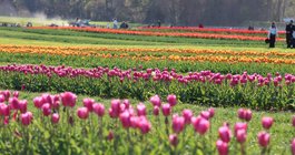 Holland Ridge Farms Fields 2